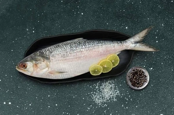Hilsa / Ilish Frozen Big MeatMart
