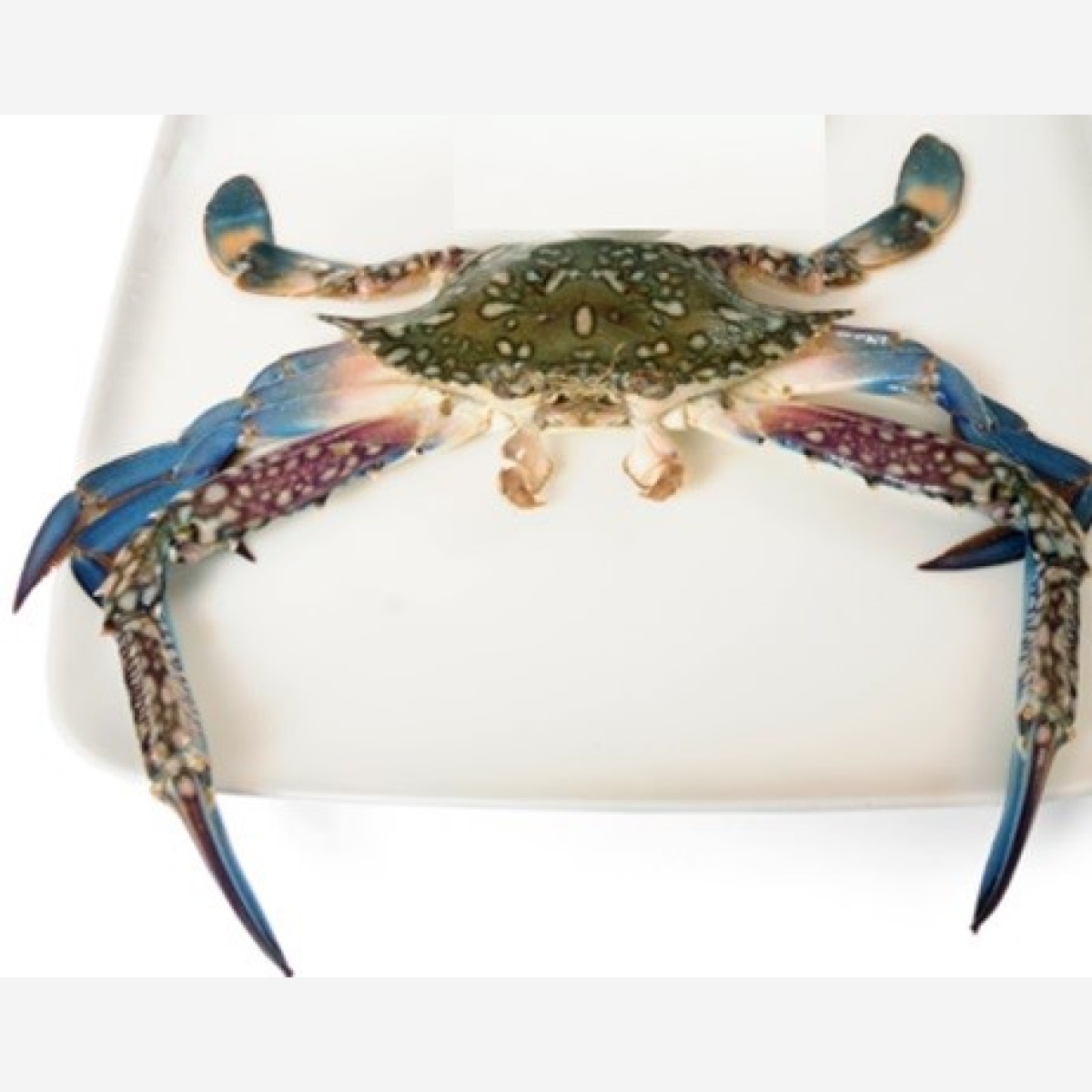 Sea Blue Crab Big MeatMart