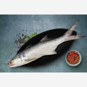 Indian Salmon Fish / Gurjali Big MeatMart